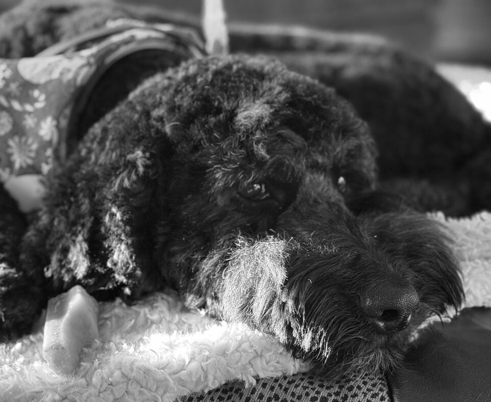 Tucker Tucker